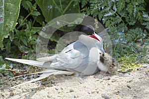 Arctic tern with chick on nest