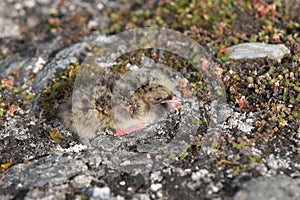 Arctic tern chicks in natural habitat