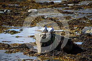 Arctic tern couple on sea shore boulder