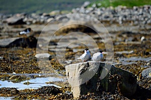 Arctic tern couple on sea shore boulder