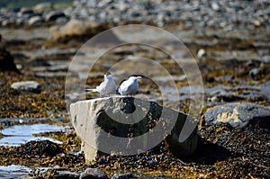 Arctic tern couple on sea shore boulder in summer