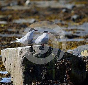 Arctic tern couple on sea shore boulder in summer