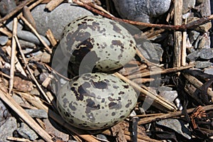 Arctic Tern Eggs