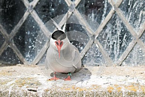 Arctic Tern on the farne islands