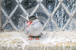 Arctic Tern on the farne islands