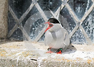 Arctic Tern on the farne islands