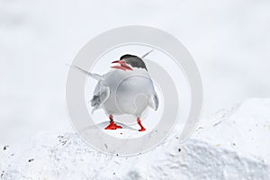 Arctic Tern on the Farne islands