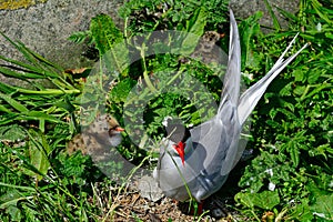 Arctic tern, Farne Islands Nature Reserve, England