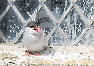 Arctic Tern on the farne islands