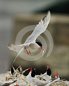 Arctic Tern Feeding Babies