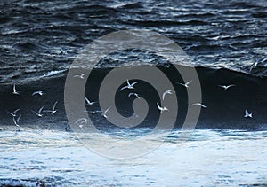 Arctic tern fishing on the sea