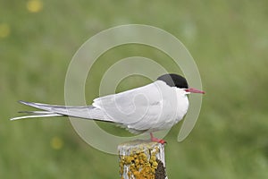 Arctic Tern, Flatey Island, Iceland