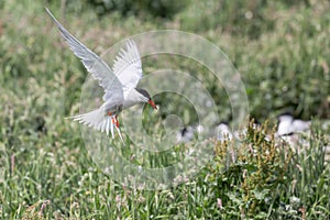 Arctic Tern in flight