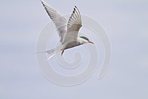 Arctic Tern in flight