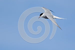 Arctic Tern in flight