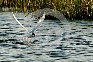 Arctic Tern In Flight