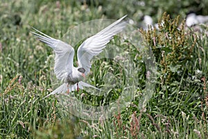 Arctic Tern in flight