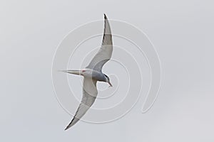 Arctic Tern in flight