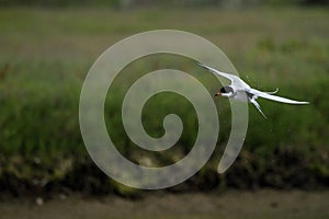 Arctic Tern in flight