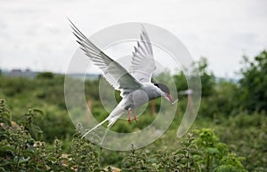 Arctic tern in flight on Farne Island, Northumberland, England
