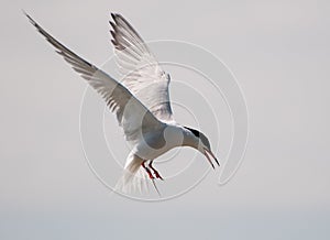 Arctic Tern in flight