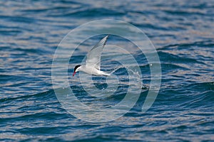 Arctic tern in flight over blue sea