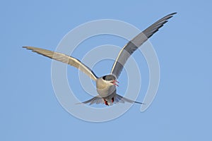 Arctic Tern - Sterna paradisaea, Shetlands, UK photo