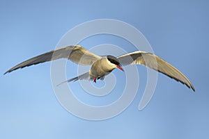 Arctic Tern - Sterna paradisaea, Shetlands, UK