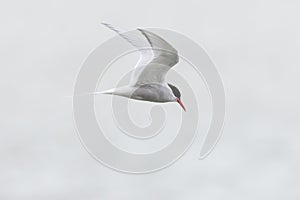 Arctic tern in flight with spread wings