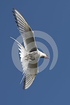 Arctic Tern Flying