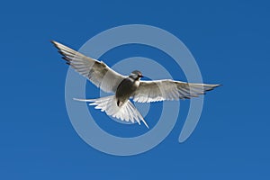 Arctic Tern Flying with Blue Sky