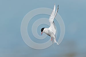 Arctic Tern