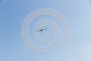 An Arctic tern flying scouting for small fish on the Saimaa lake in Finland - 1