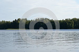 An Arctic tern flying scouting for small fish on the Saimaa lake in Finland - 1