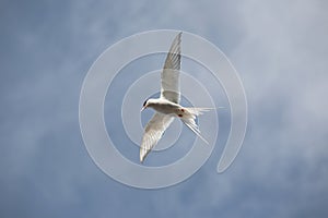 Arctic tern flying - Spitsbergen