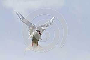 Arctic Tern Hovering