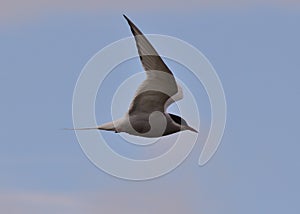 Arctic tern Iceland
