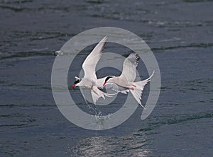 Arctic Tern