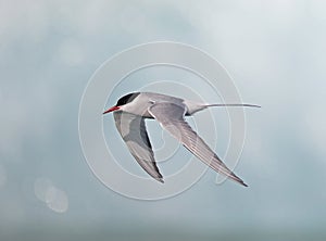 Arctic Tern