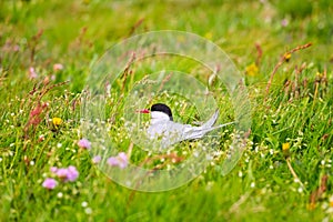 Arctic tern on the nest in the flowering meadow of Iceland, also known as sea swallow