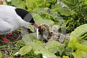 Arctic tern at nest site