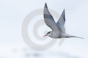 Arctic tern with outspread wings over iceberg photo