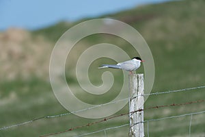 Arctic tern, perched on fencepost