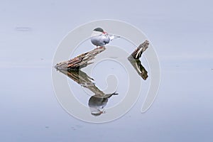 Arctic Tern Perched on Log