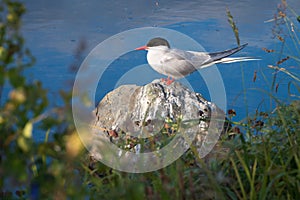 Arctic Tern Perched on Rock in Marsh