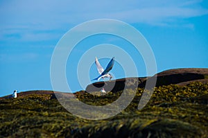An arctic tern returning to it's nest