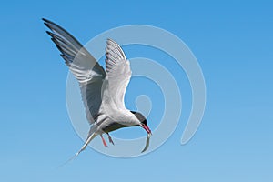 Arctic tern with a sand eel approching the nest