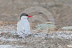 Arctic tern sitting on ground in tundra