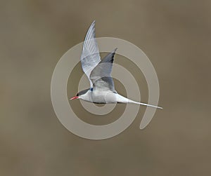 Arctic Tern