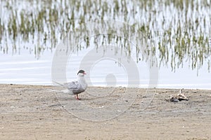 Arctic tern stand on  sand